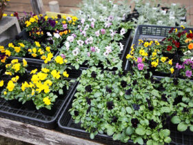 １月入荷中の花苗の紹介