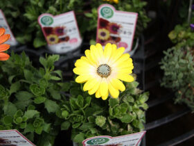 １月入荷中の花苗の紹介