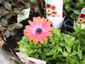 １月入荷中の花苗の紹介