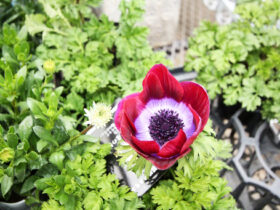 １月入荷中の花苗の紹介