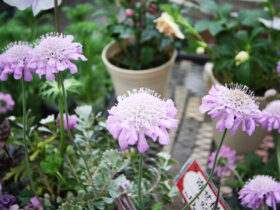 １月入荷中の花苗の紹介