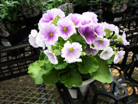 １月入荷中の花苗の紹介
