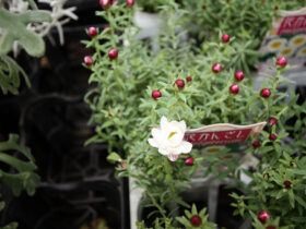 １月入荷中の花苗の紹介