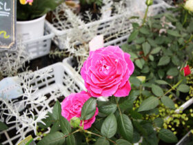 １月入荷中の花苗の紹介