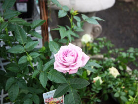 １月入荷中の花苗の紹介