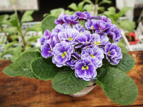 １月入荷中の花苗の紹介
