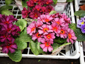 １月入荷中の花苗の紹介