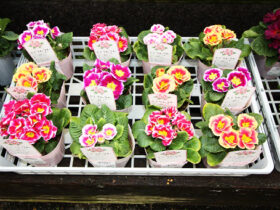 １月入荷中の花苗の紹介