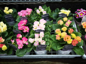 １月入荷中の花苗の紹介