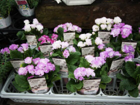 １月入荷中の花苗の紹介