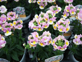 １月入荷中の花苗の紹介