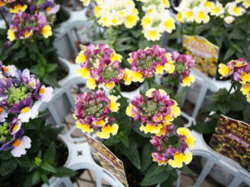 １月入荷中の花苗の紹介