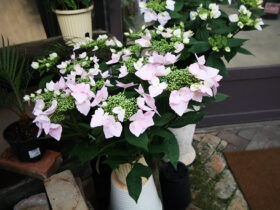 ２月入荷中の花苗の紹介