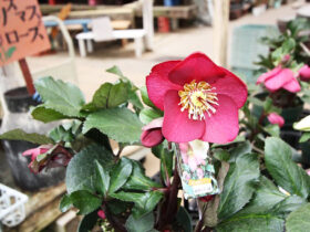 ２月入荷中の花苗の紹介