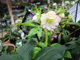 ２月入荷中の花苗の紹介