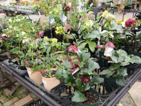 ２月入荷中の花苗の紹介