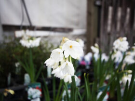 ２月入荷中の花苗の紹介