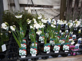 ２月入荷中の花苗の紹介