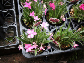 ２月入荷中の花苗の紹介