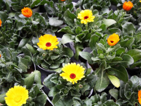 ２月入荷中の花苗の紹介