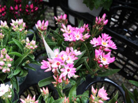 ２月入荷中の花苗の紹介