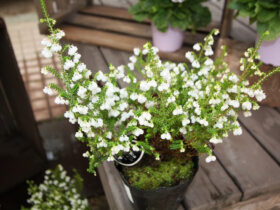 ２月入荷中の花苗の紹介