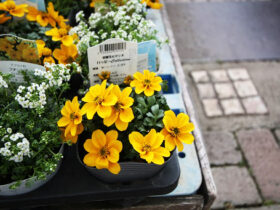 ２月入荷中の花苗の紹介