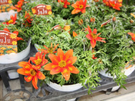 ２月入荷中の花苗の紹介
