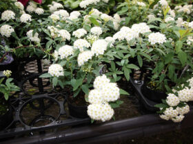 ２月入荷中の花苗の紹介