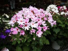 ２月入荷中の花苗の紹介