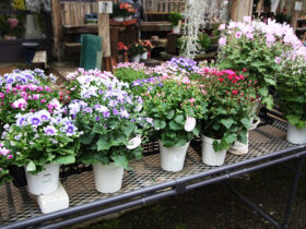 ２月入荷中の花苗の紹介