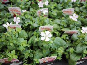 ２月入荷中の花苗の紹介