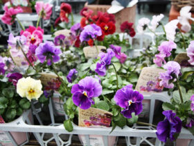 ２月入荷中の花苗の紹介