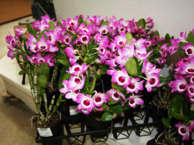 ２月入荷中の花苗の紹介