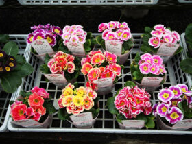 ２月入荷中の花苗の紹介