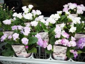 ２月入荷中の花苗の紹介