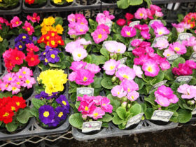 ２月入荷中の花苗の紹介