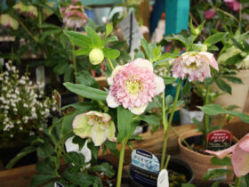 ２月入荷中の花苗の紹介