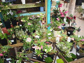 ２月入荷中の花苗の紹介