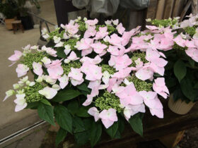 ２月入荷中の花苗の紹介