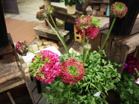 ２月入荷中の花苗の紹介