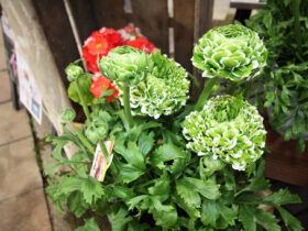 ２月入荷中の花苗の紹介
