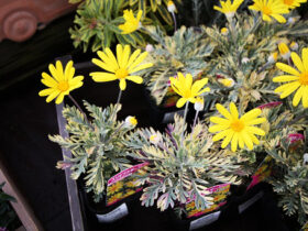 ２月入荷中の花苗の紹介