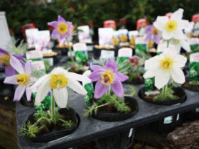 ２月入荷中の花苗の紹介