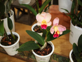 ２月入荷中の花苗の紹介