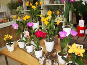 ２月入荷中の花苗の紹介