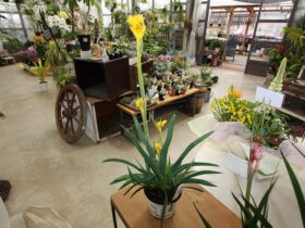 ２月入荷中の花苗の紹介