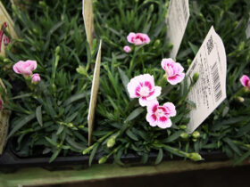 ２月入荷中の花苗の紹介