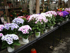 ２月入荷中の花苗の紹介