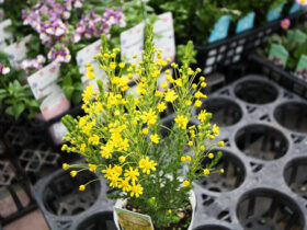 ２月入荷中の花苗の紹介